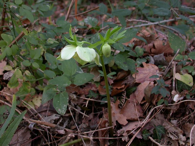 Helleborus viridis sl.